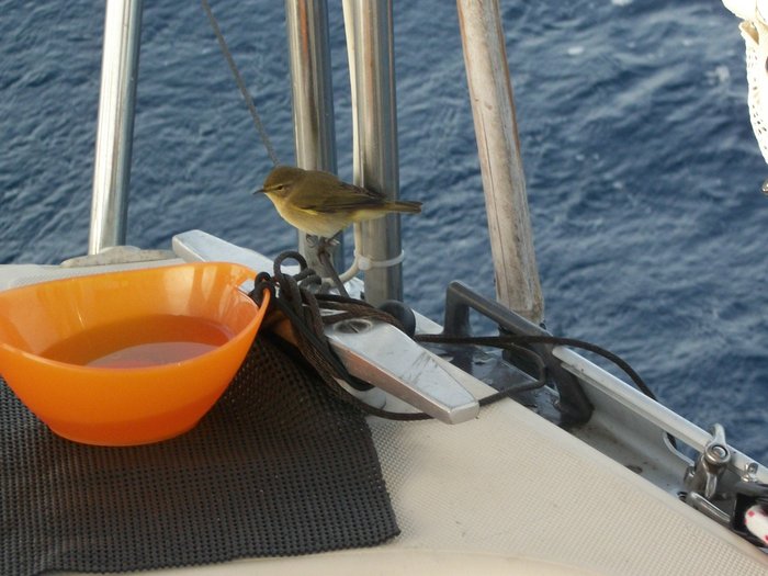 21 oct 2014 un p'tit oiseau sur Daltica en nav vers PENICHE en moteur (14).JPG (314.04 Kio) Consulté 23060 fois un p'tit compagnon de nav !!!!