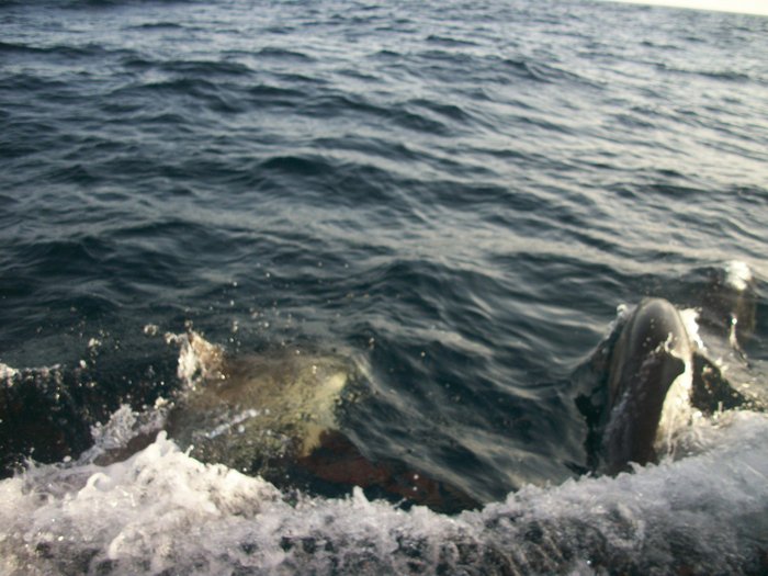 20 oct 2014 ROUTE VERS PENICHE( Portugal ) (28).JPG (458.82 Kio) Consulté 23063 fois nos autres compagnons de nav !!!! je ne m'en lasse pas !!!!!!