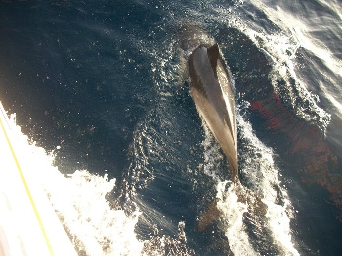 20 oct 2014 ROUTE VERS PENICHE ( Portugal ) (37).JPG (396.14 Kio) Consulté 42906 fois 20 oct 2014 ROUTE VERS PENICHE ( Portugal ) (37).JPG