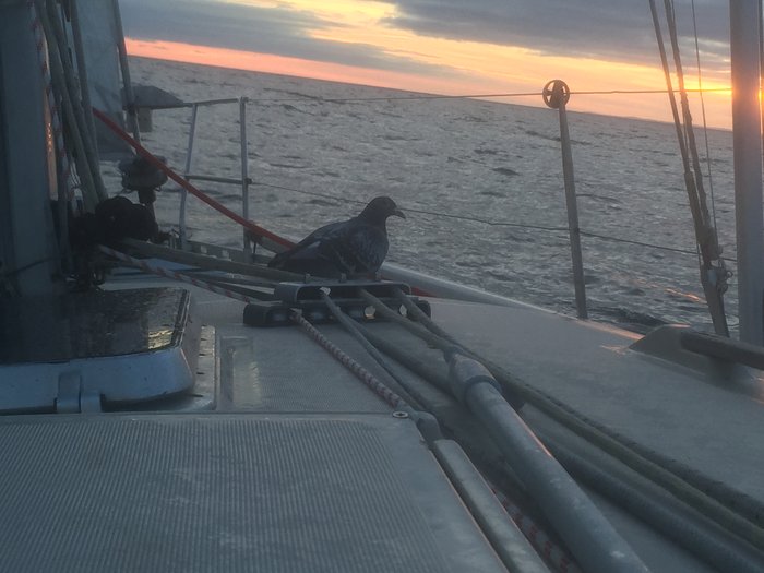 IMG_4661.JPG (1.26 Mio) Consulté 40492 fois Un passager épuisé... qui m'a laissé de beaux cadeaux le matin...